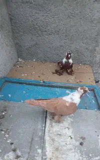 ککیلی جفت