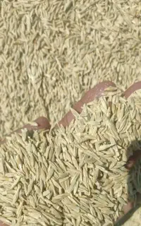 فروش جو آبی و دیم