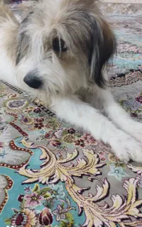 سگ پشمالوی خانگی