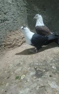 نروماده کلاغ سیاه