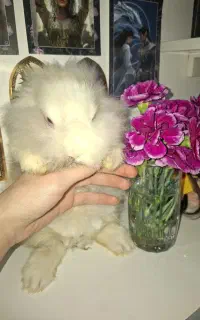 خرگوش لوپ پشمالو