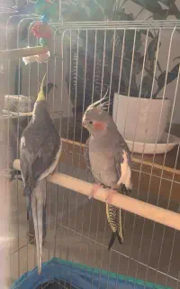عروس هلندی