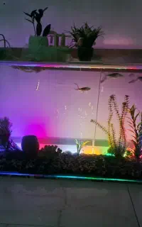 اکواریوم با تمام لوازم معاوضه هم میکنم