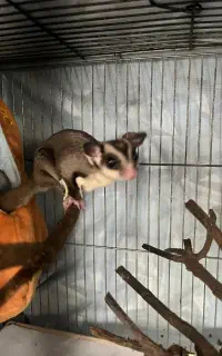 همستر پرنده