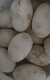 تخم قوغاز نطفه دار