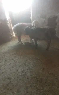 دوراس بره نر