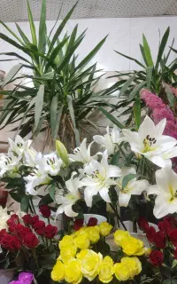 گل لیلیوم 250