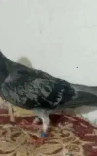 جوجه پلاکی گم شده