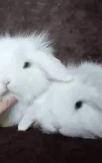 خرگوش مینی لوپ سفید برفی کیوت