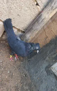 کبوتر عتیقه