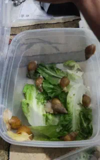 حلزون آلبینو طبی خانگی