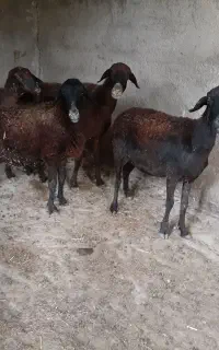 میش