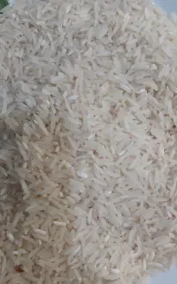 برنج فجرسوزنی