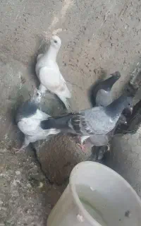 کبوتر بامبر