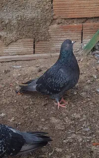 ی جفت تلخ خارجی