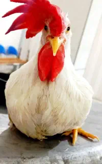 خروس سفید۶ ماهه
