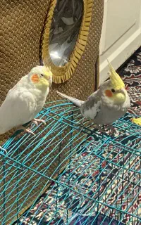 عروس هلندی سفید ماده