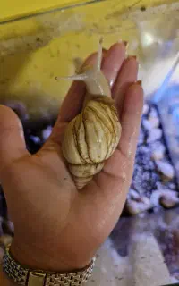 حراج حلزونهای آچاتینا، بهترین تایم برای خرید