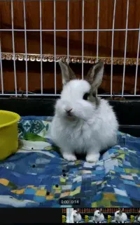 خرگوش مینیاتوری