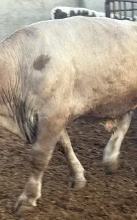 گوسال چاق شاروله ۶۵۰ کیلو