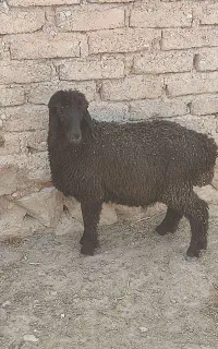 بره