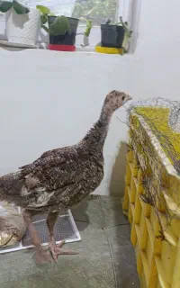بوقلمون دوماهه و نیم