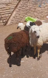 4عددبره نر سبک وزن