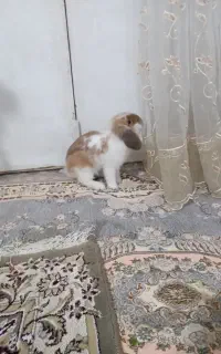 خرگوش خانگی باهوش و حرف گوش کن