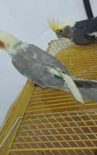 عروس هلندی