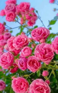 فروش گل محمدی تازه
