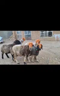 میش بختیاری