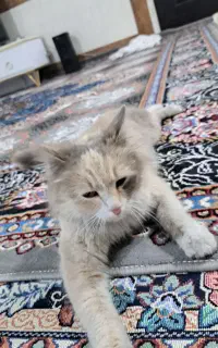 گربه فروشی