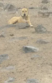 سگ سرابی