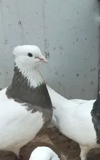 طوقی