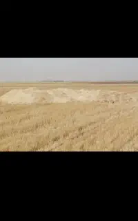 کاه گندم ابی