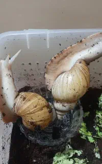 حلزون‌ پرورشی آمازون دو عدد