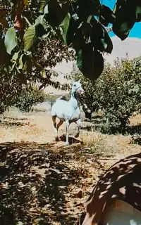 مادیون عرب کرد