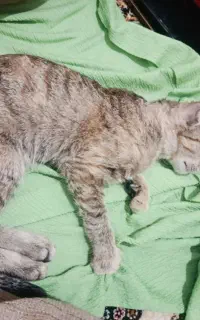 اهدا گربه