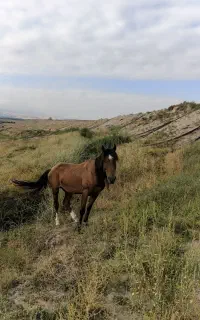 یک عدد اسب نر