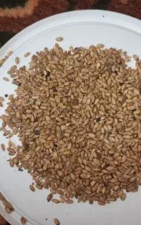 گندم دیم تمیز