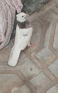 کبوتر