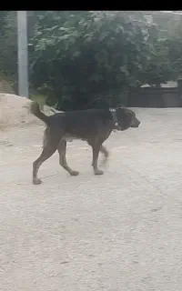 سگ گوسفندی