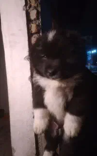 توله ساموئید۲ ماهه