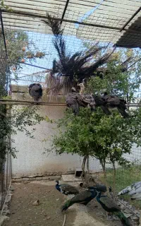 طاووس