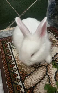 خرگوش
