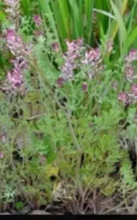 سلام شماره. تلفن  09335254482