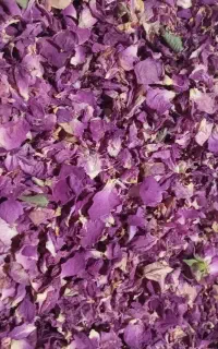 گل محمدی