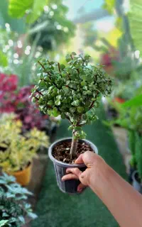 گل (گیاه) خرفه بنسای