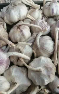 سیر قرمز بذری، دانه درشت خلخال