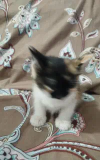 بچه گربه